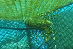 Benih Lobster Sitaan Dilepasliarkan oleh KKP