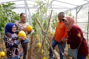 Gubernur Khofifah Panen dan Cicipi Manisnya Tiga Varietas Golden Melon