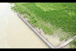 93 Negara di Dunia Jadikan Mangrove sebagai Destinasi Wisata