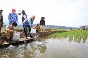 Petani Banyumas Kembangkan Mina Padi, Penghasilan Naik Jadi Rp50 Juta