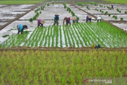 BPS: Nilai Tukar Petani Naik 0,01 Persen