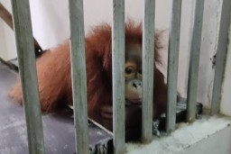 Orang Utan di NWRC Direpatriasi ke Indonesia