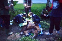 Orangutan Terluka Parah Diselamatkan BKSDA Kotawaringin