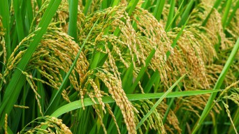 Mentan Andi Amran Pastikan Harga Gabah Tidak Turun di Bawah Rp6.500 per Kilogram