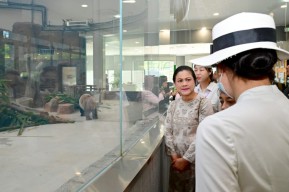 Pagi Hari di Chengdu, Iriana Tinjau Pusat Pembiakan Panda