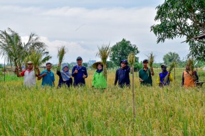 Petani Surabaya Panen 22,4 Ton Padi di Lahan Milik Pemkot