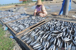 KKP Dorong Peningkatan Mutu Ikan Sarden