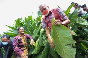Awali Panen, Ganjar Petik 12 Daun Tembakau di Lereng Sindoro