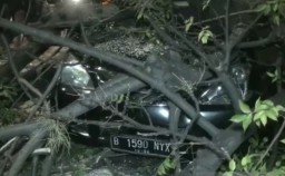 Tiga Pengendara Terluka Tertimpa Pohon di Jakarta