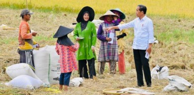 Presiden Jokowi Hampiri Petani yang Sedang Panen, Cek Langsung Harga Gabah