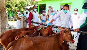 Jawa Timur Tetapkan Status Darurat PMK, Kasus Meningkat Drastis