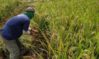 Februari 2022, Nilai Tukar Petani Jatim Turun 0,59 Persen