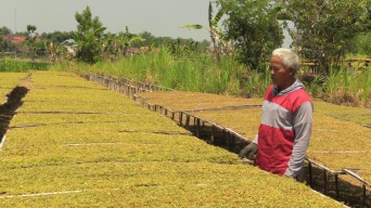 Harga Tembakau Naik, Petani Semringah