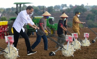 Presiden Jokowi Berharap Kebutuhan Jagung Nasional Tercukupi
