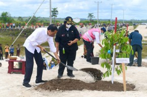 Presiden Jokowi Tanam Pohon di Area Bekas Tambang