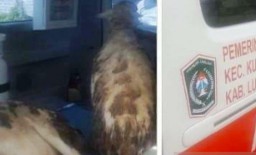 Ada-ada Saja, di Lumajang, Ambulan  Digunakan Mengangkut Kambing