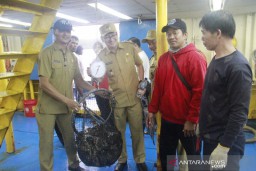 Belitung Ekspor Ikan Kerapu 24 Ton ke Hong Kong