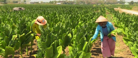 Petani Tembakau di Rembang Diuntungkan Kebijakan Baru PT Sadana Arifnusa