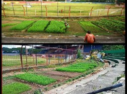 Stadion Andi Mattalatta Makassar jadi Kebun Sayur