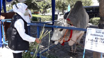 Khofifah Qurban Sapi Berasal dari Peternak Lamongan