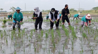 Gubernur Khofifah Galakkan Percepatan Tanam Padi di Ngawi