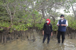 Hutan Mangrove Jatim Terluas di Pulau Jawa dengan Total 27.221 Hektar