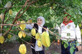 Agrowisata Petik Buah Belimbing Karangsari Jadi Destinasi Wisata Andalan Kota Blitar