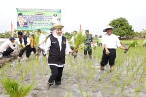 Gubernur Khofifah Bersama Menteri Pertanian RI Panen dan Tanam Padi di Tuban