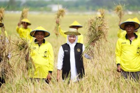 Jawa Timur Konsisten Jadi Lumbung Padi Nasional, Khofifah Pastikan Dukungan untuk Swasembada Pangan