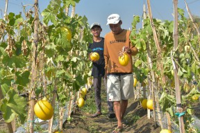 Pemkot Surabaya dan Poktan Sendang Biru Gelar Panen Raya Golden Melon di Sambikerep