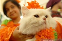 Warga Kalideres yang Membunuh Kucing dan Merebusnya juga Bunuh Anjing