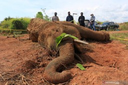 Gajah Liar yang Ditemukan Mati di Aceh karena Infeksi Parah di Kaki