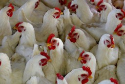 Brazil inginkan Tes Laboratorium Jejak Virus Corona via Sayap Ayam