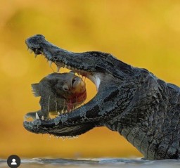 Tragis! Bocah 7 Tahun Tewas Dimakan Buaya