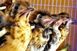 Sebanyak 380 Burung Ilegal dari Ende Diamankan oleh BBPK Surabaya