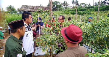 Penyangga Utama Nasional, Produktivitas Cabai Kabupaten Magelang Jadi Fokus Kementan