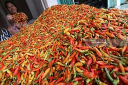 Harga Cabai Picu Inflasi di Madiun