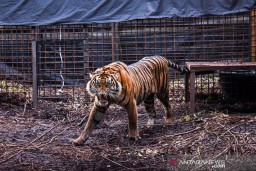 Harimau Corina Dilepaskan ke Habitatnya