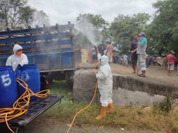 Kasus PMK di Jawa Tengah Melandai, Vaksinasi dan Penyekatan Dinilai Efektif