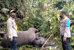 Gajah Liar Aceh Ditemukan Mati di Perkebunan