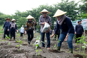Kendalikan Inflasi, Pemkot Surabaya Tanam 1 Juta Bibit Cabai dan 4 Ribu Bawang Merah