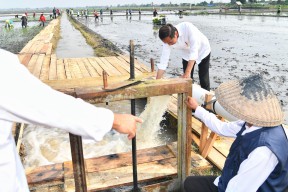 Presiden Joko Widodo Tinjau Program Pompanisasi di Lampung Selatan