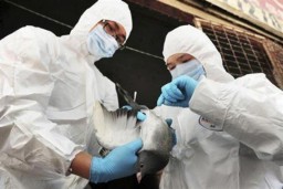 Flu Burung Ditemukan di Jerman, 62 Ribu Unggans Dimusnahkan
