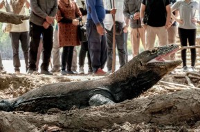 Menparekraf: Wacana Tiket Terusan Wisatawan di TN Komodo Masih Akan Dibahas