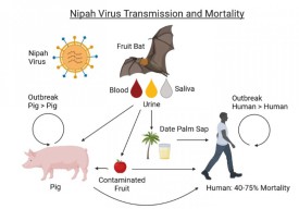 Waspadai Virus Nipah