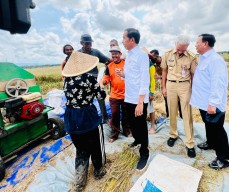 Presiden Minta Badan Pangan Nasional Hitung Harga Gabah Kering Petani