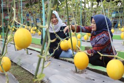 Budidaya Melon Emas untuk Program Padat Karya dan Ketahanan Pangan