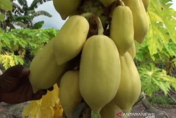 Budidaya Golden Papaya Tingkatkan Ekonomi di Palangkaraya