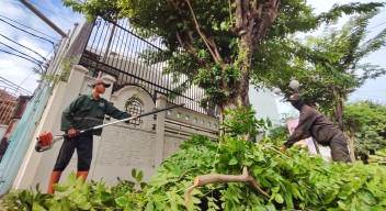Pemkot Surabaya Tingkatkan Perantingan Pohon Menjelang Musim Hujan