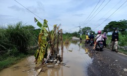 Akses Jalan Bringkang ke Pranti, Menganti, Gresik, Jatim Makin Parah
